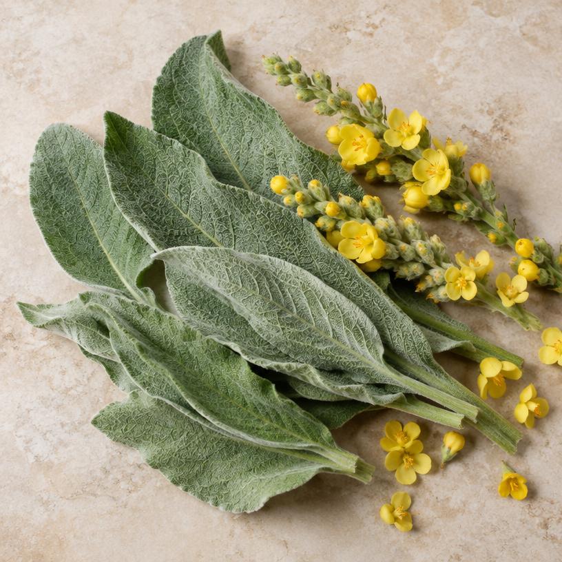 Mullein Leaf Extract 10:1